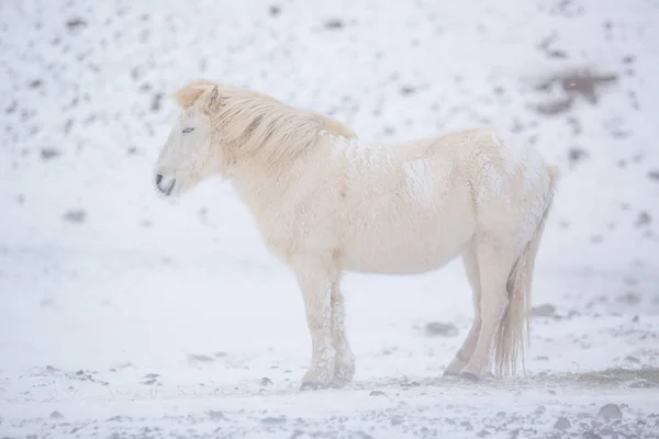 Caballo Blanco Alojado Durante Día Invierno Nevado Islandia Europa — Foto de Stock