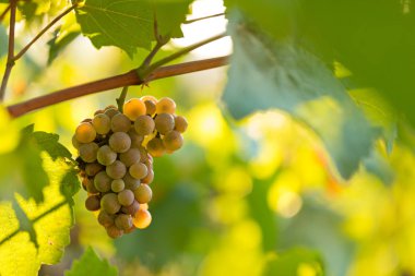 Gün batımı sırasında bir üzüm bağı üzerinde üzüm demet.