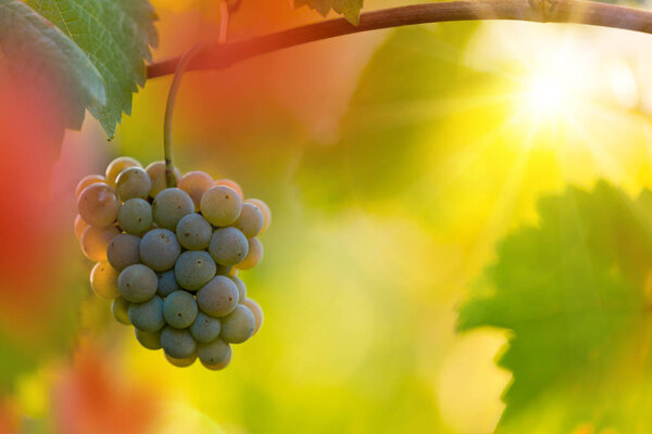 Bunch of grapes on a vineyard during sunset.