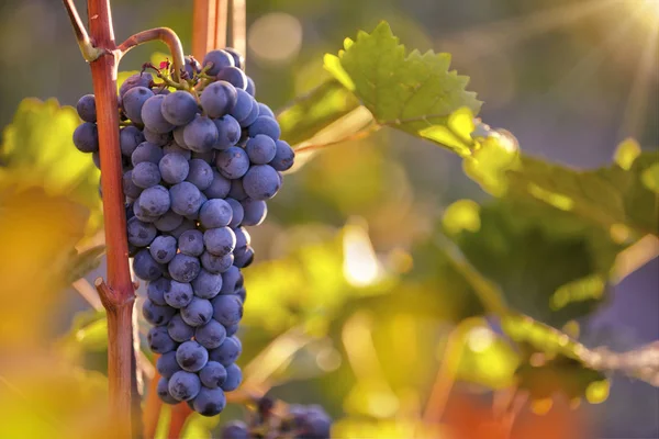 Bunch of grapes on a vineyard during sunset. — Stock Photo, Image