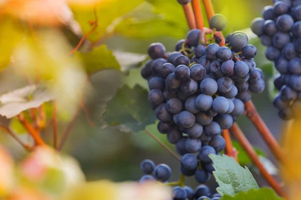 Gäng av druvorna på en vingård under solnedgången. — Stockfoto