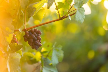 Gün batımı sırasında bir üzüm bağı üzerinde üzüm demet.