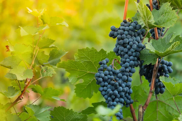Gün batımı sırasında bir üzüm bağı üzerinde üzüm demet.
