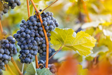 Gün batımı sırasında bir üzüm bağı üzerinde üzüm demet. Winegrowers hasat.