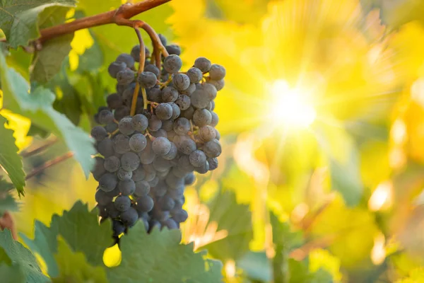 Bunch of grapes on a vineyard during sunset. The winegrowers harvest.