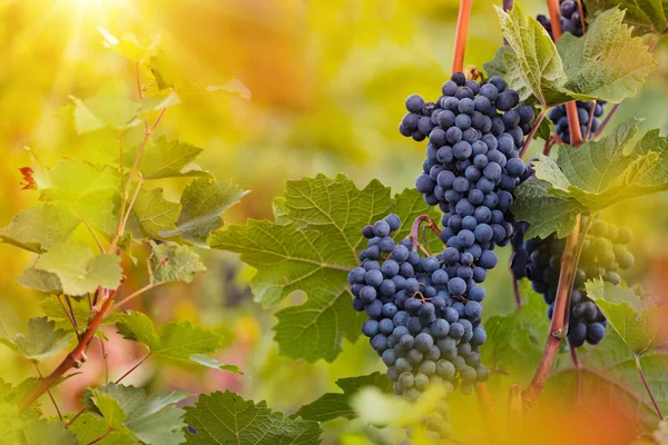 Bunch Grapes Vineyard Sunset Winegrowers Harvest — Stock Photo, Image