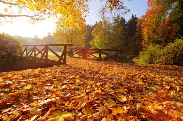 Herfst bos. Prachtige landelijke omgeving. — Stockfoto