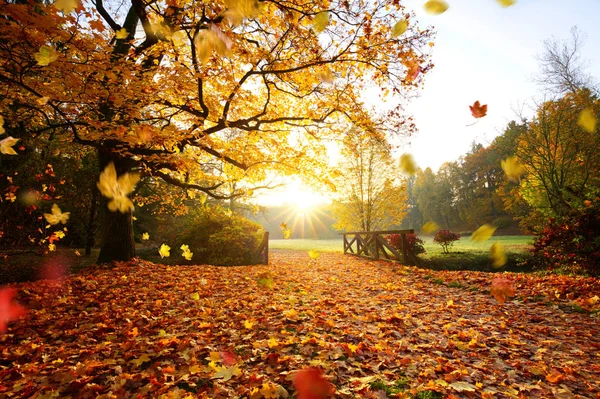 Colorful Autumn Forest Beautiful Rural Scenery — Stock Photo, Image