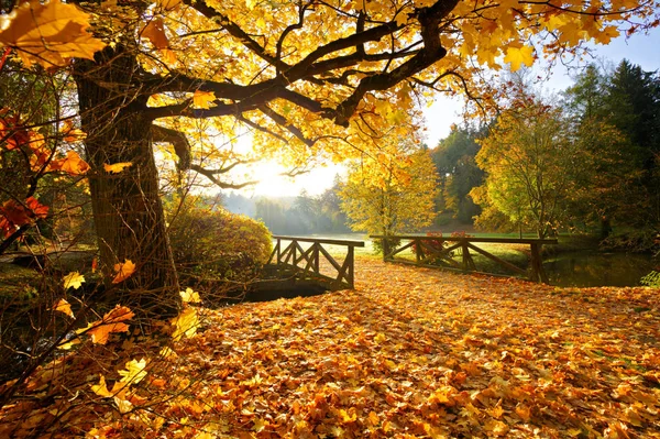 Kolorowa Jesień Las Piękne Krajobrazy Wiejskie — Zdjęcie stockowe