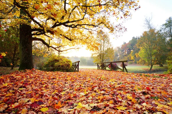Kleurrijke Herfst Bos Prachtige Landelijke Omgeving — Stockfoto