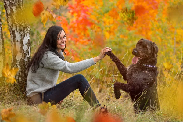Σκυλί Μαύρο Mutt Θέτοντας Φθινόπωρο Στο Πάρκο Γκρο Πλαν — Φωτογραφία Αρχείου