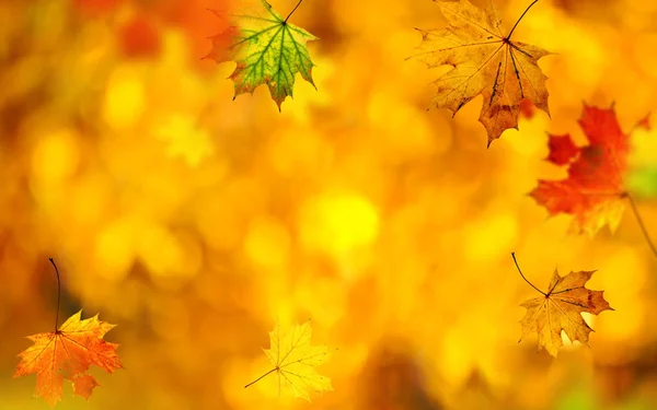 Feuilles d'érable d'automne tombantes fond naturel. — Photo