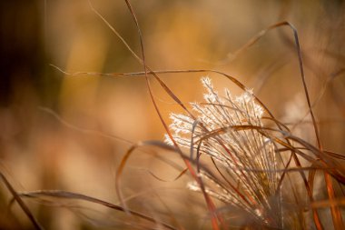 Gün batımında sonbaharda süs çimen.