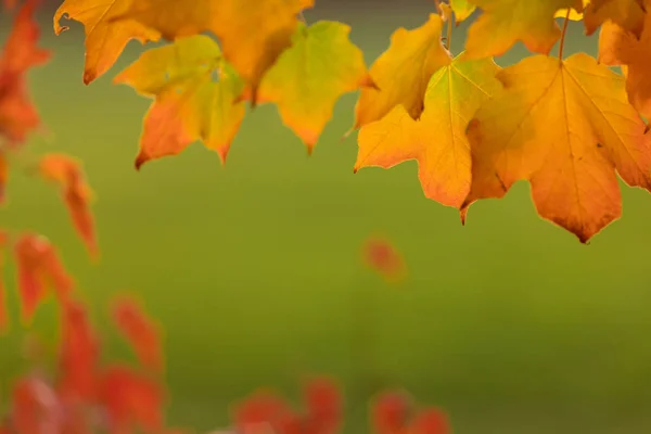 Renkli yapraklı sonbahar arkaplanı. — Stok fotoğraf