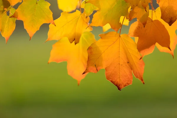 Fond d'automne avec des feuilles colorées. — Photo