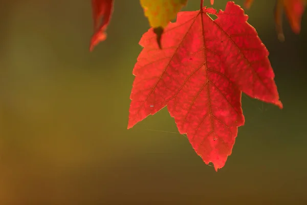 紅葉のある秋の背景. — ストック写真