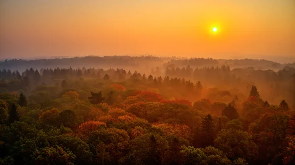 Letecký pohled na podzimní listí Les. — Stock fotografie