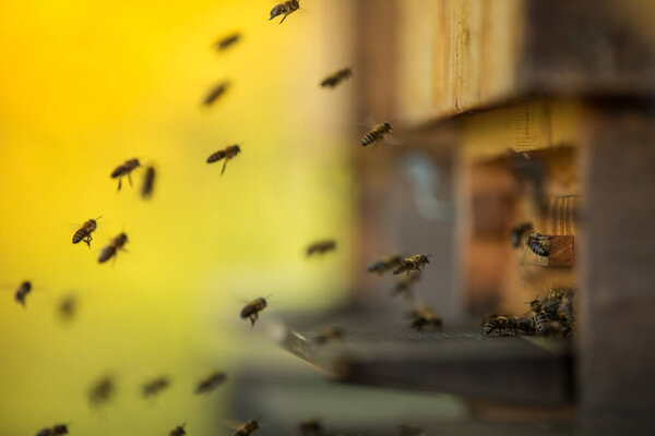 Крупный план летающих пчел
.