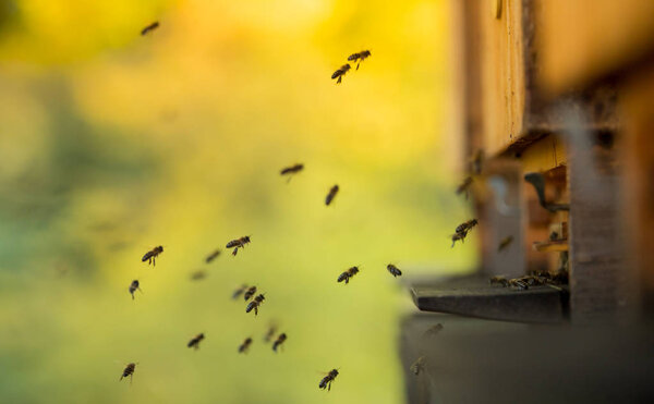 Крупный план летающих пчел
.