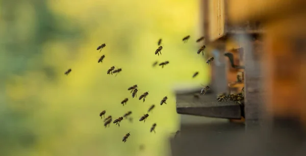 Close up of flying bees. — Stock Photo, Image