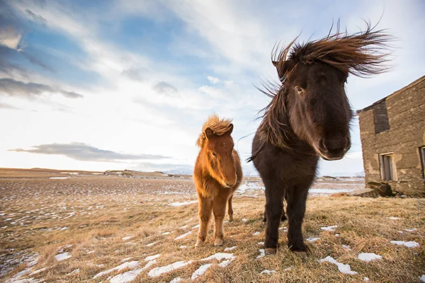 Horses in the mountains in Iceland — Stock Photo, Image