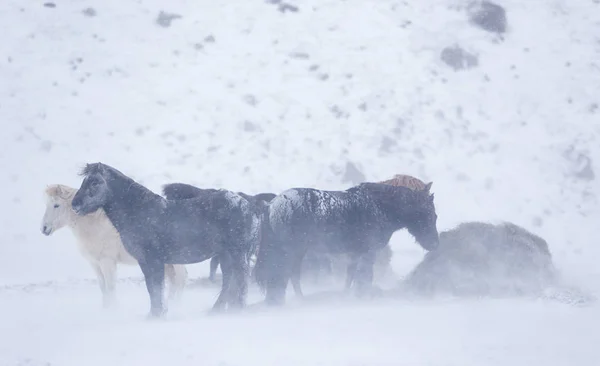 アイスランドの山の馬 — ストック写真