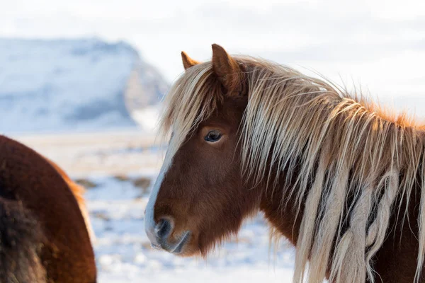 Cavalli in montagna in Islanda — Foto Stock