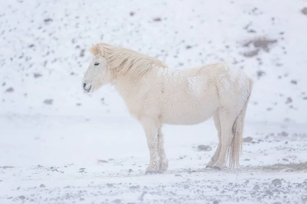 Белая икеландская лошадь в горах Исландии . — стоковое фото