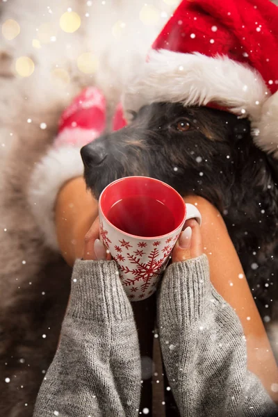 Menina em meias de Natal com seu cão. — Fotografia de Stock