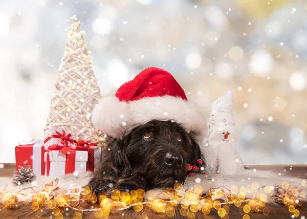 Cão preto em santa cap, tema de Natal . — Fotografia de Stock