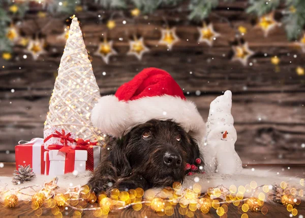 Cão preto em santa cap, tema de Natal . — Fotografia de Stock