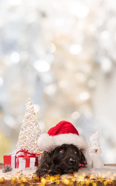 Cão preto em santa cap, tema de Natal . — Fotografia de Stock