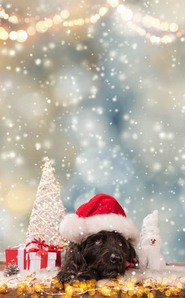 サンタ帽、クリスマスのテーマの黒犬. — ストック写真