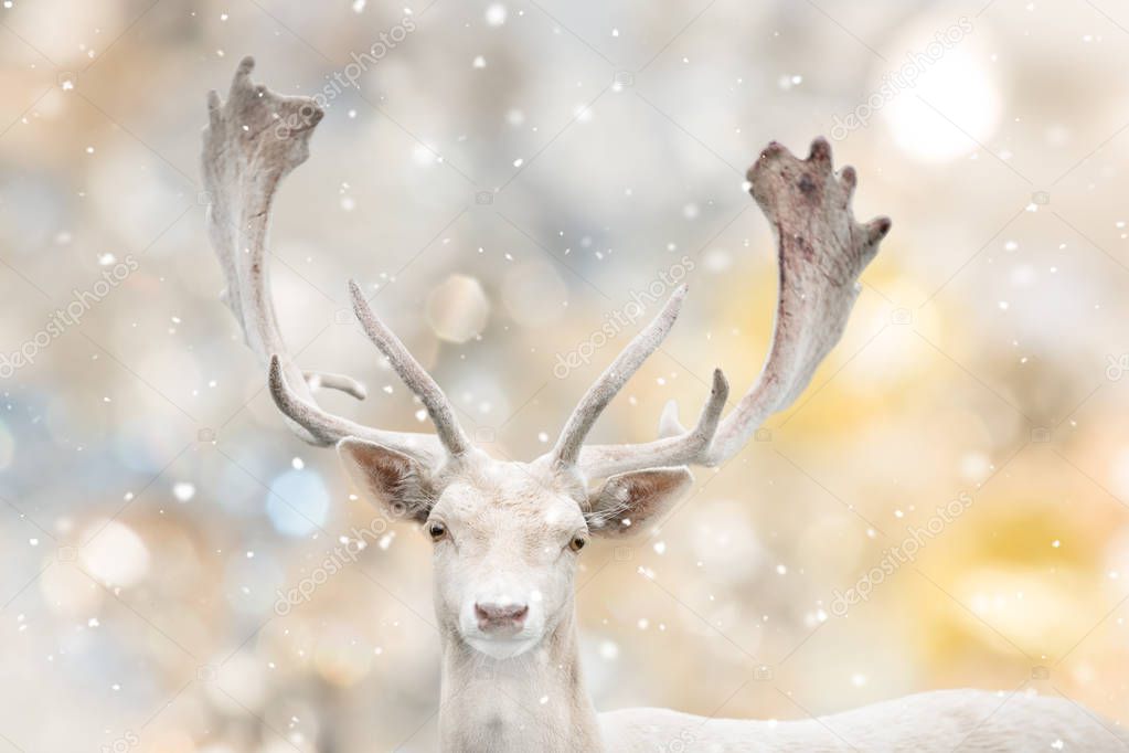 Portrait of white fallow deer in winter time. Beautiful bokeh background.