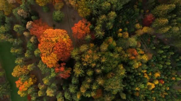 Haut vers le bas volant au-dessus de forêt d'automne colorée . — Video