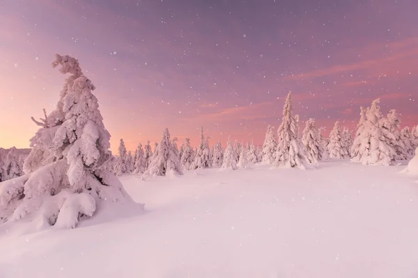 Όμορφο χειμωνιάτικο τοπίο, δέντρα καλυμμένα με χιόνι. — Φωτογραφία Αρχείου