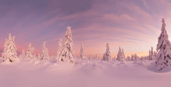 Bellissimo paesaggio invernale, alberi coperti di neve . — Foto Stock