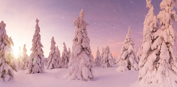 Bellissimo Paesaggio Montano Invernale Alberi Coperti Neve — Foto Stock