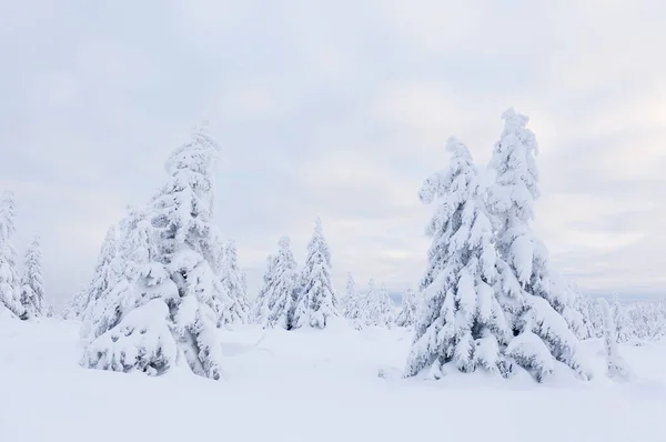 Beau paysage hivernal, arbres couverts de neige . — Photo