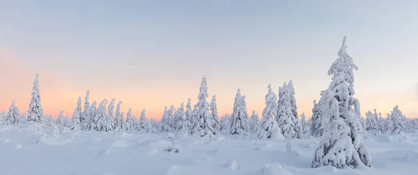 Красивый зимний пейзаж, деревья покрыты снегом . — стоковое фото