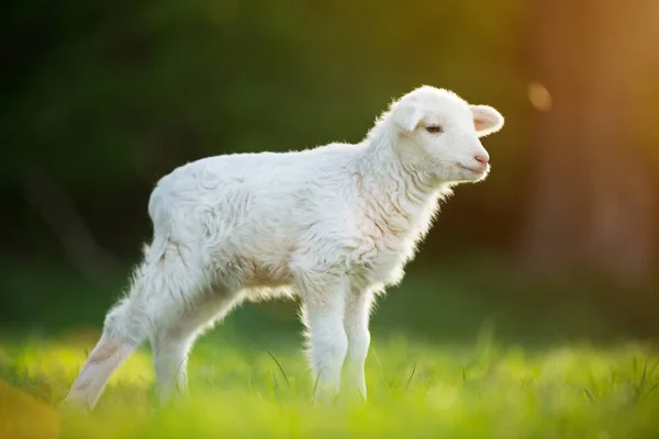 Mignon petit agneau sur prairie verte fraîche — Photo