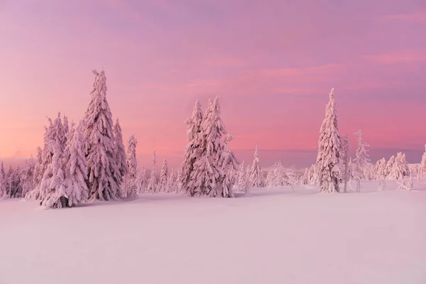 Bellissimo paesaggio invernale, alberi coperti di neve . — Foto Stock