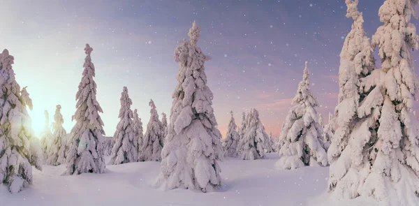 Красивий зимовий пейзаж, дерева покриті снігом . — стокове фото