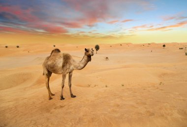 Çölde Orta Doğu develeri