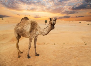 Çölde Orta Doğu develeri