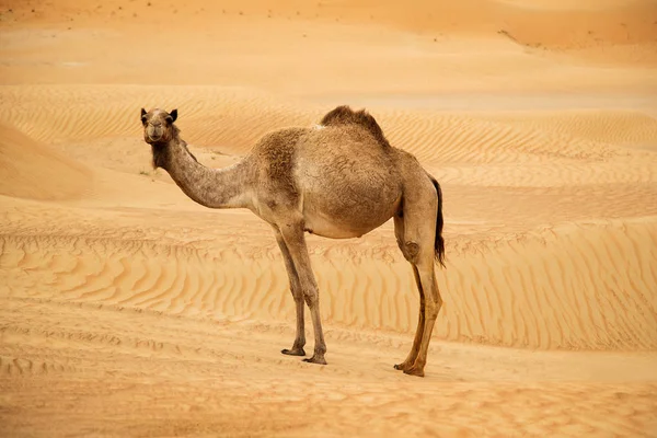 Cammelli mediorientali in un deserto — Foto Stock