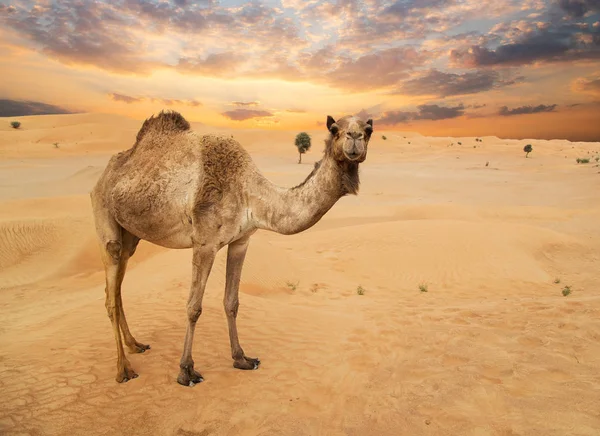Middle eastern camels in a desert — Stock Photo, Image