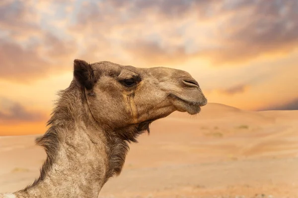 Midden-Oosten kamelen in een woestijn — Stockfoto