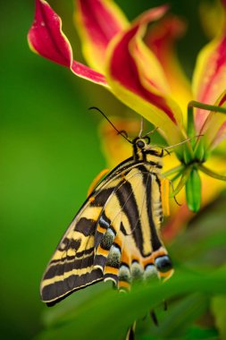 Güzel kelebek Papilio pilumnus tropikal ormanda çiçeğin üzerinde oturuyor..
