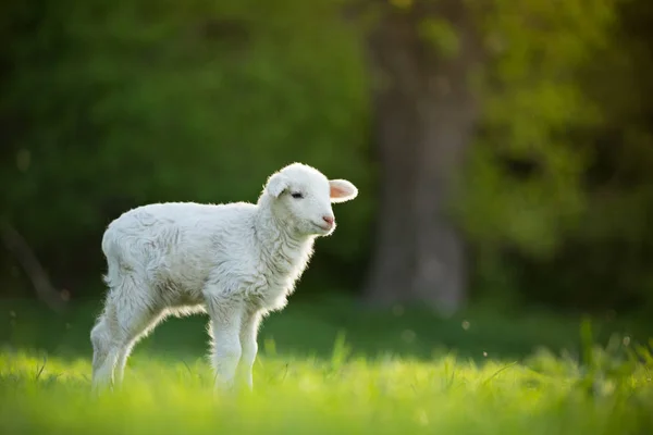 Mignon petit agneau sur prairie verte fraîche — Photo